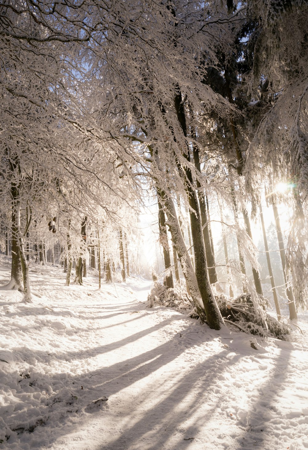 Schneebedeckte Bäume tagsüber