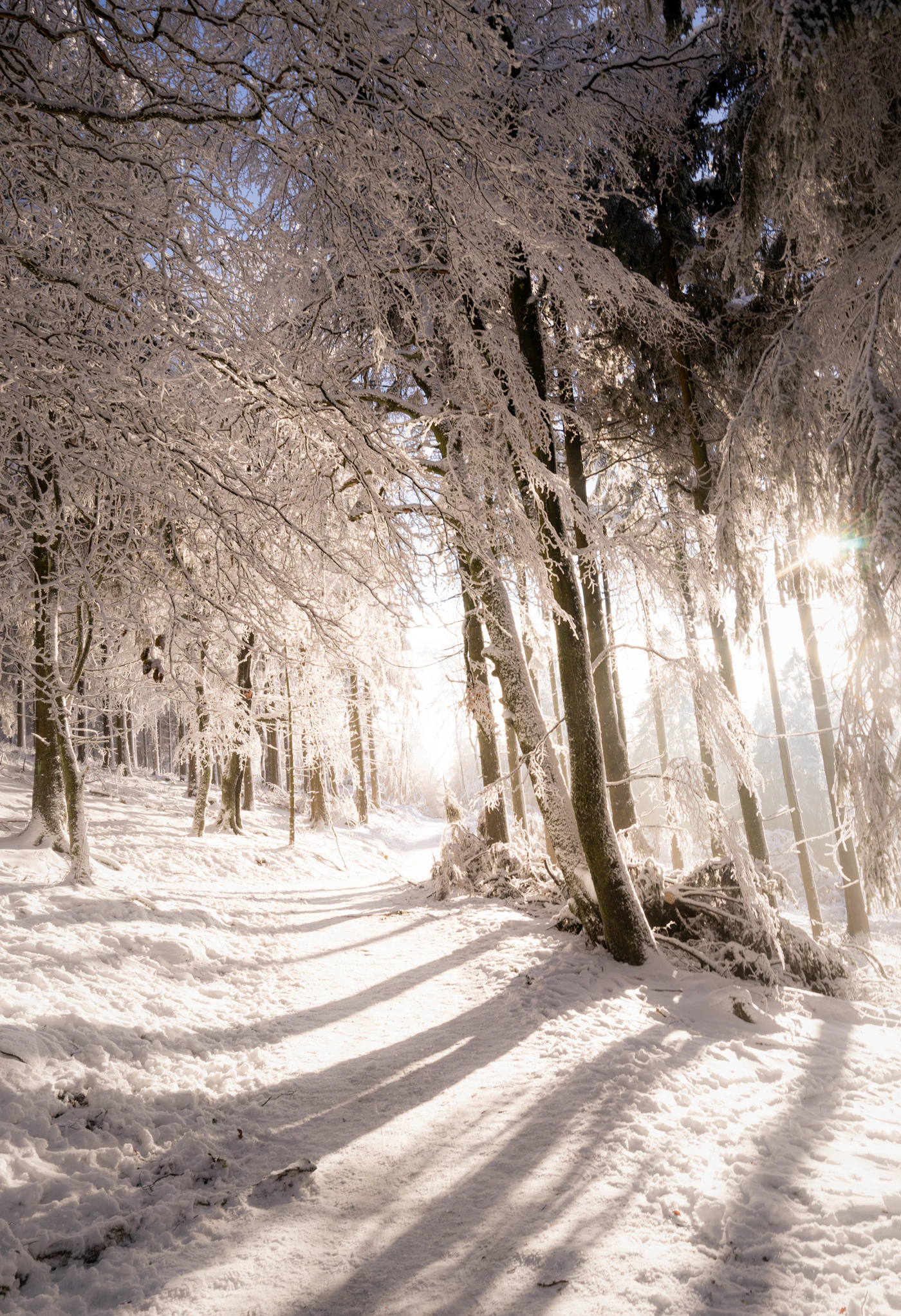 Thin frost on a quiet winter path