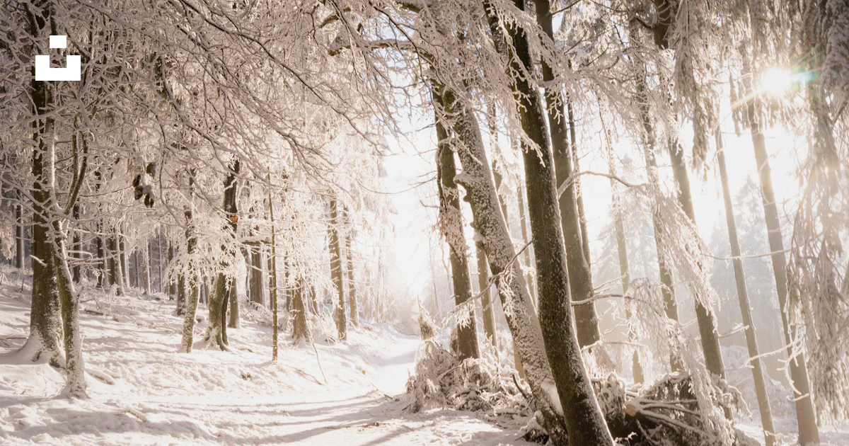 Arbres enneigés pendant la journée photo – Image gratuite de Hiver sur ...