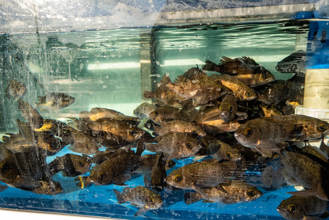brown and black fish in fish tank
