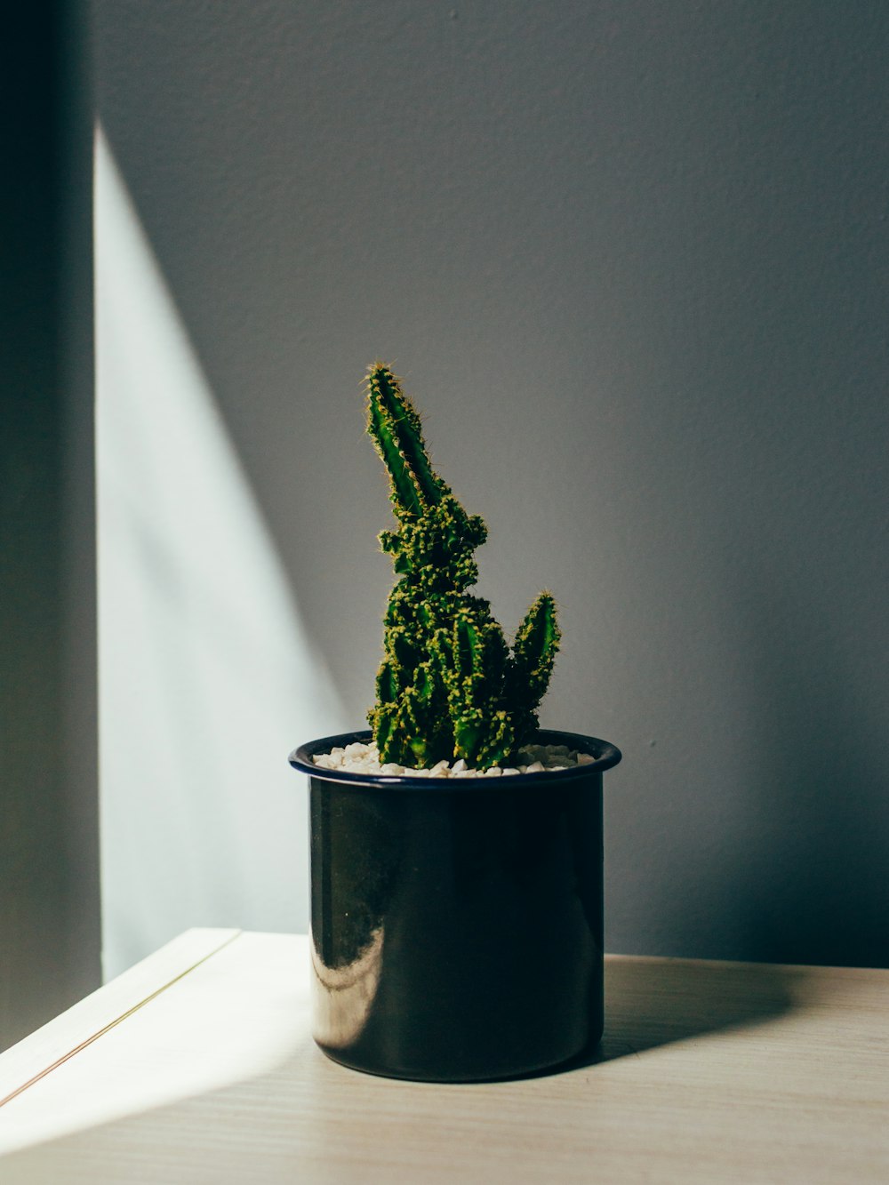 Plante verte sur pot bleu