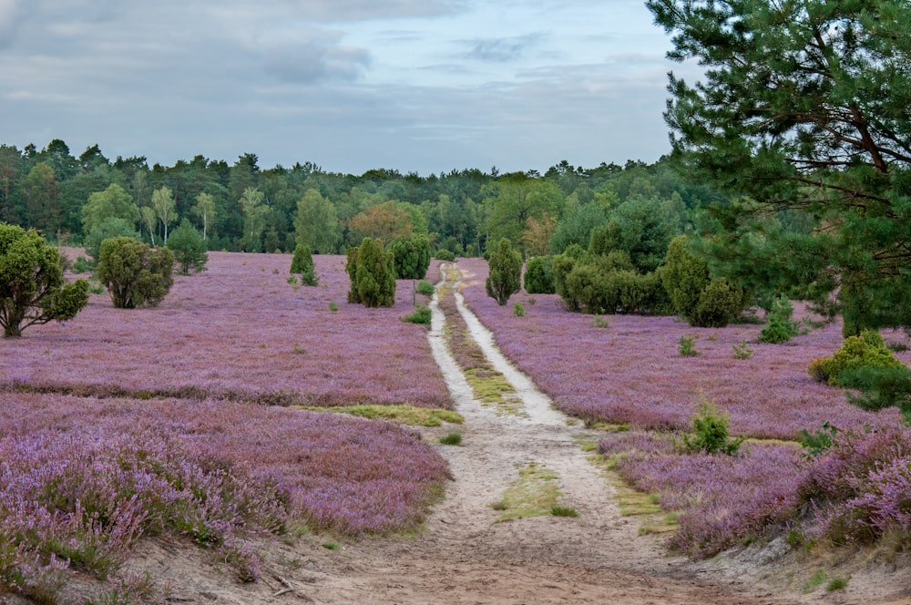 campo di erba verde con alberi verdi