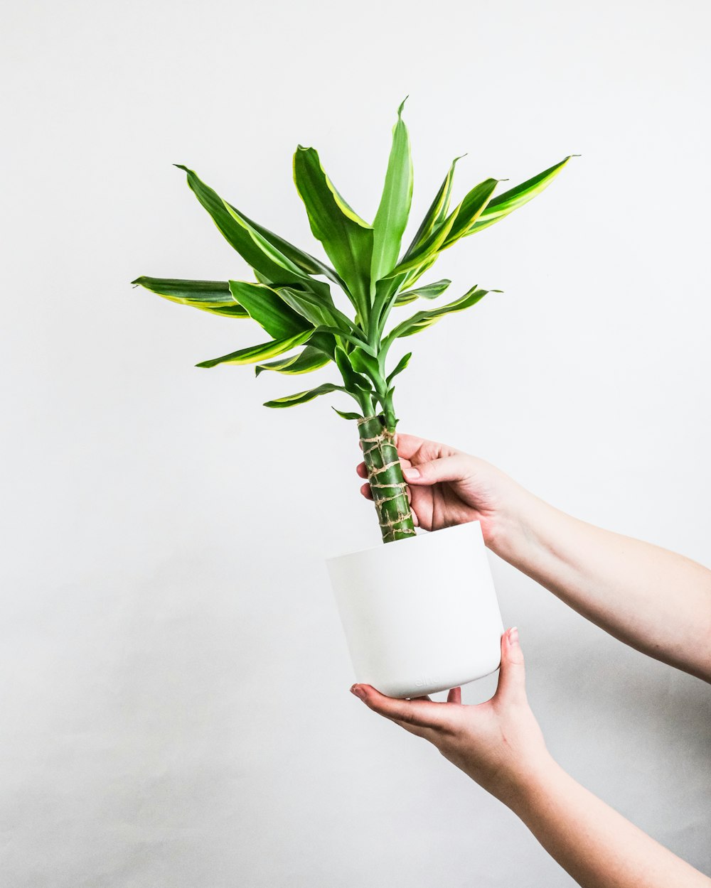 person holding green plant on white pot