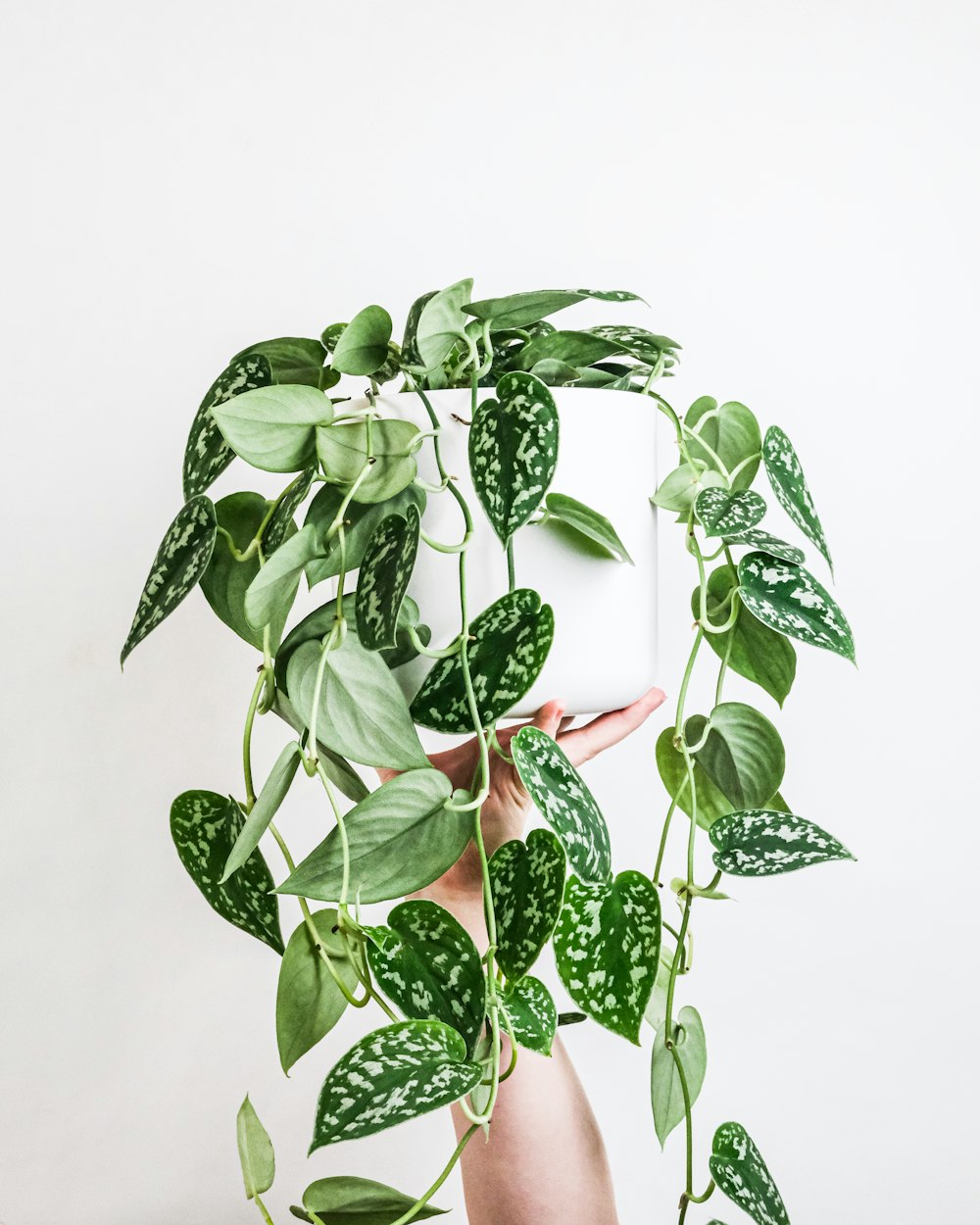 green plant on white ceramic pot