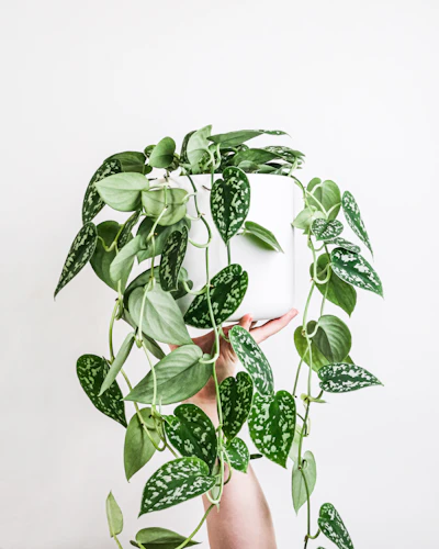Plant