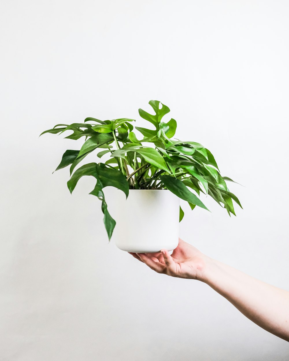 personne tenant une plante verte dans un pot blanc