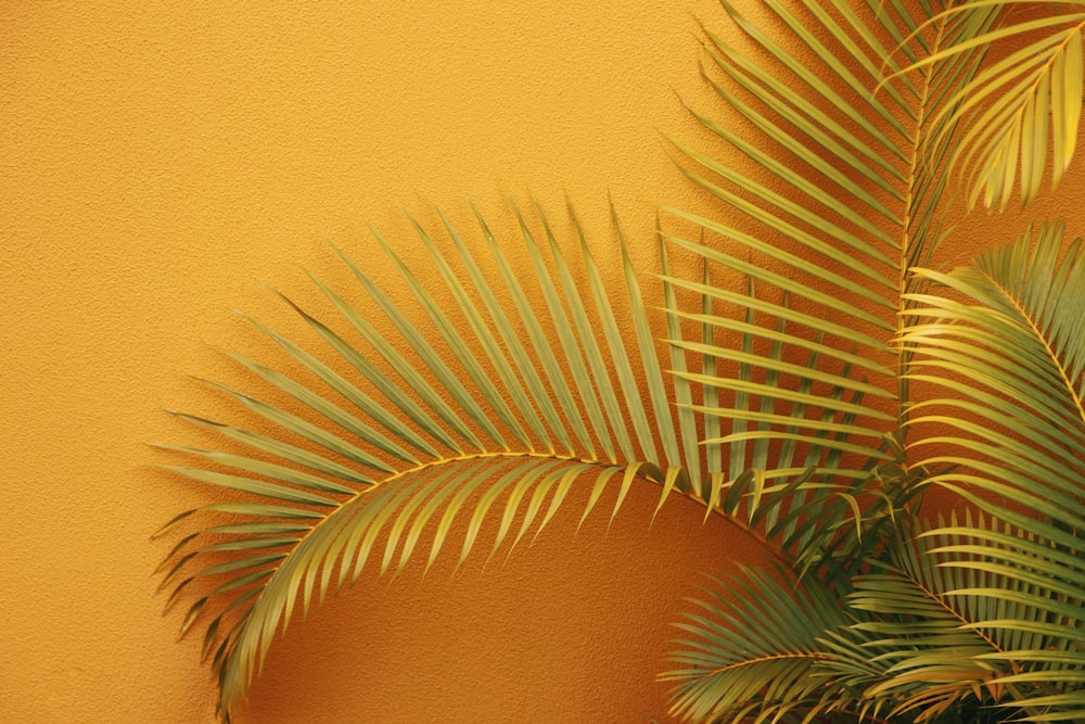 um close up de uma palmeira contra uma parede amarela