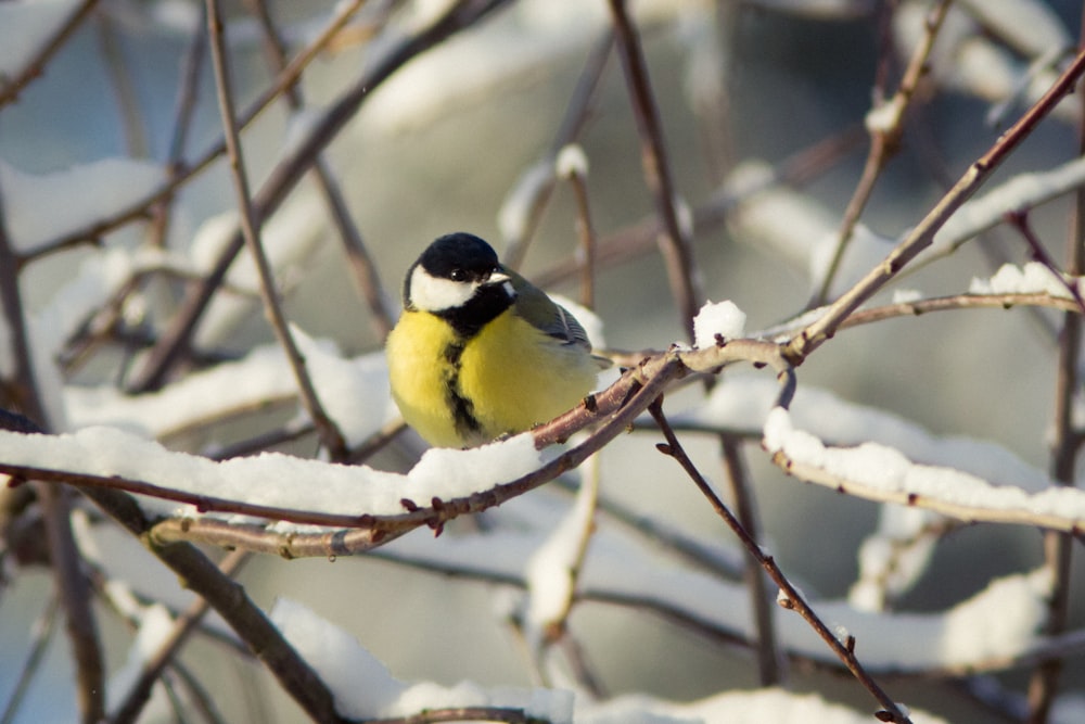 yellow and black bird on tree branch