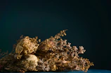 Artistic arrangement of dried flowers in soft muted colors against a dark backdrop.
