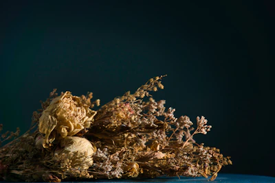 Artistic arrangement of dried flowers in soft muted colors against a dark backdrop.