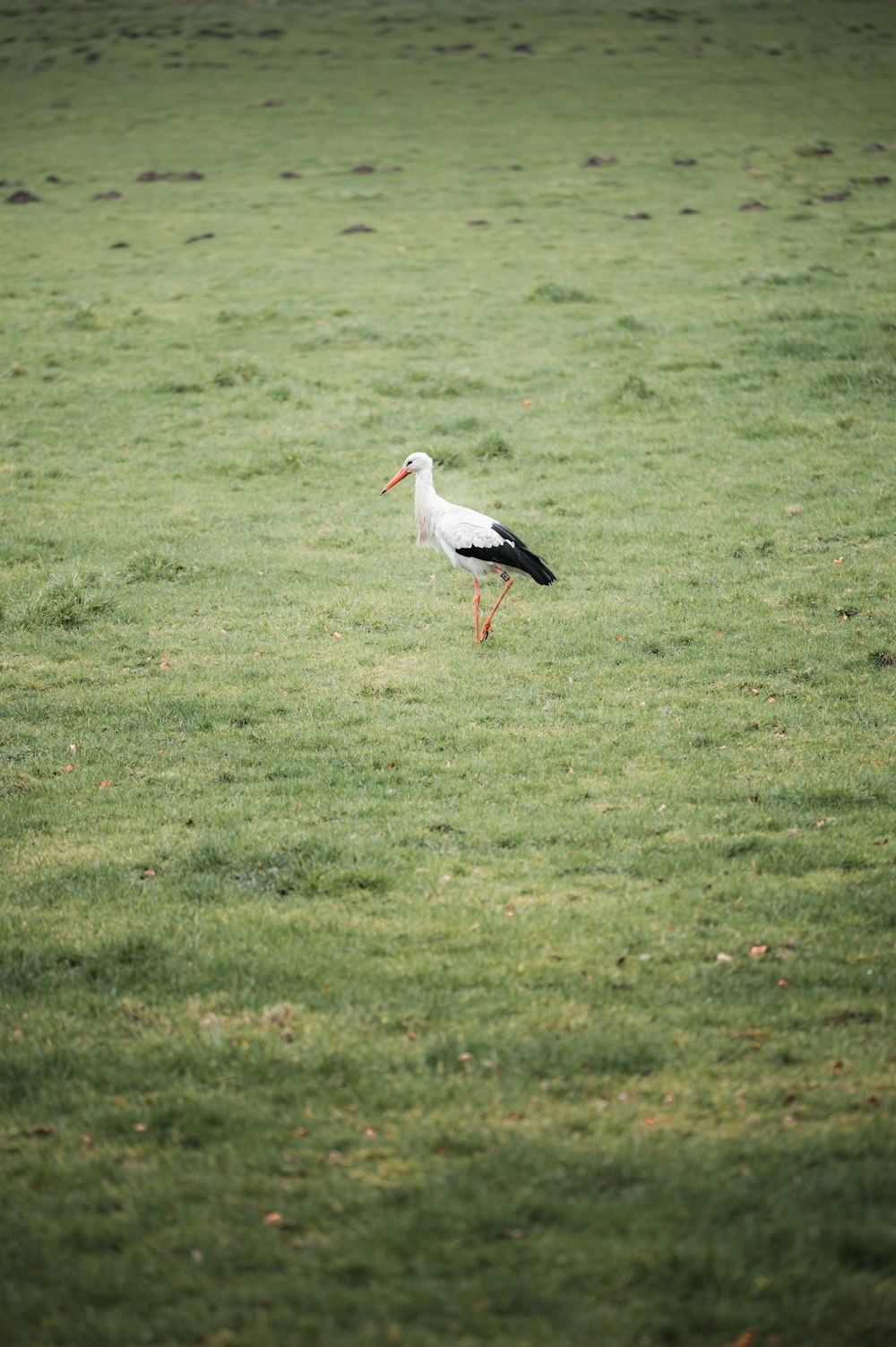 white stork flying over green grass field during daytime