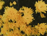 Bright yellow chrysanthemums in full bloom, placed delicately on a grave.