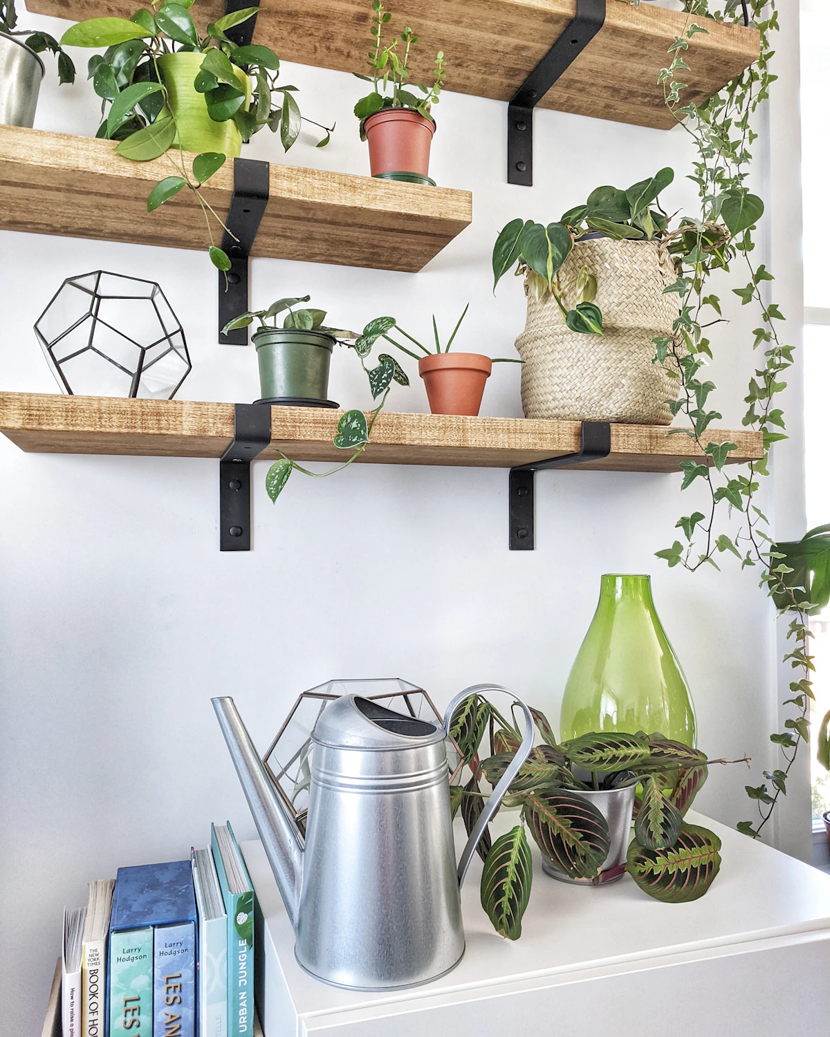 A cluster of houseplants grouped close together on a shelf — the microclimate effect that supplements (but doesn't replace) a humidifier