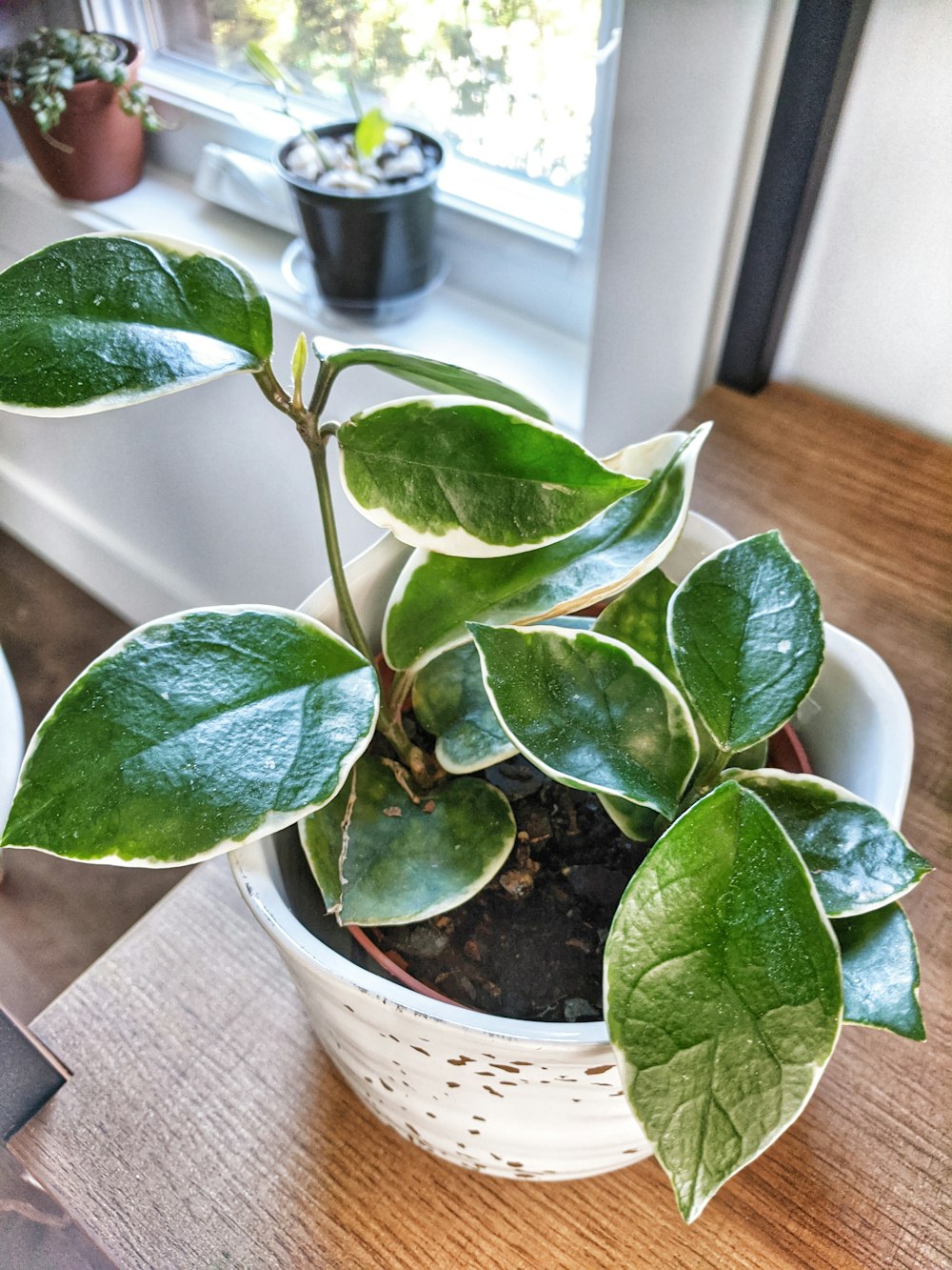 a potted plant sitting on a table next to a window