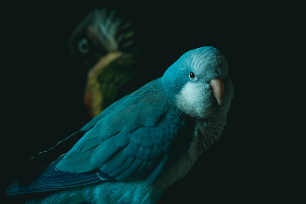 blue and brown bird illustration
