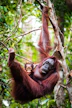 brown monkey on tree branch during daytime