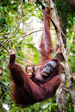 brown monkey on tree branch during daytime