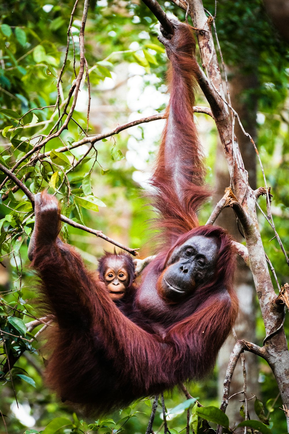 singe brun sur une branche d’arbre pendant la journée