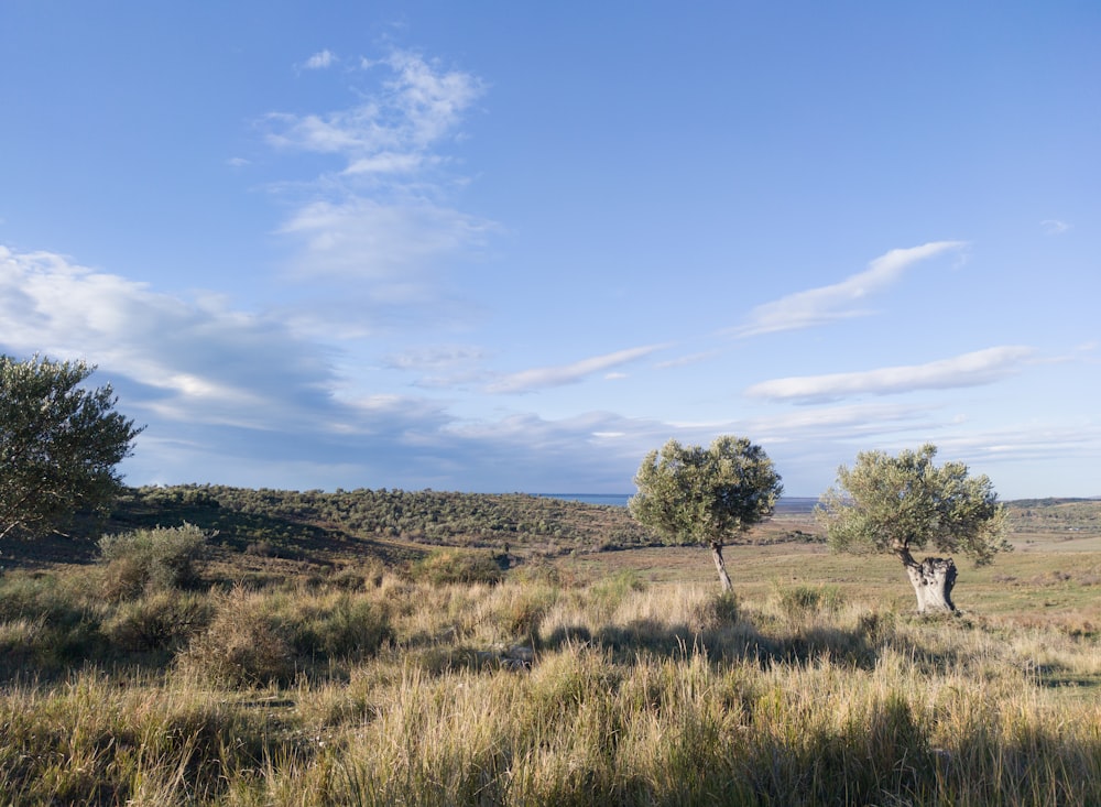 Campo de hierba verde bajo el cielo azul durante el día