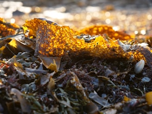A close-up view of vibrant seaweed with a rich, golden-brown color. The light from the sun illuminates the intricate textures and patterns, creating a glowing effect. Surrounding the seaweed are various shades of green and brown marine plants, with smooth, wet surfaces indicating freshness.