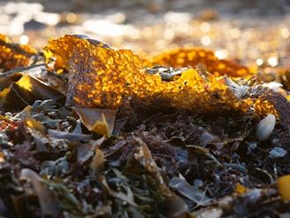 A close-up view of vibrant seaweed with a rich, golden-brown color. The light from the sun illuminates the intricate textures and patterns, creating a glowing effect. Surrounding the seaweed are various shades of green and brown marine plants, with smooth, wet surfaces indicating freshness.