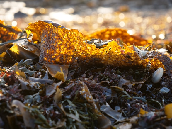 A close-up view of vibrant seaweed with a rich, golden-brown color. The light from the sun illuminates the intricate textures and patterns, creating a glowing effect. Surrounding the seaweed are various shades of green and brown marine plants, with smooth, wet surfaces indicating freshness.