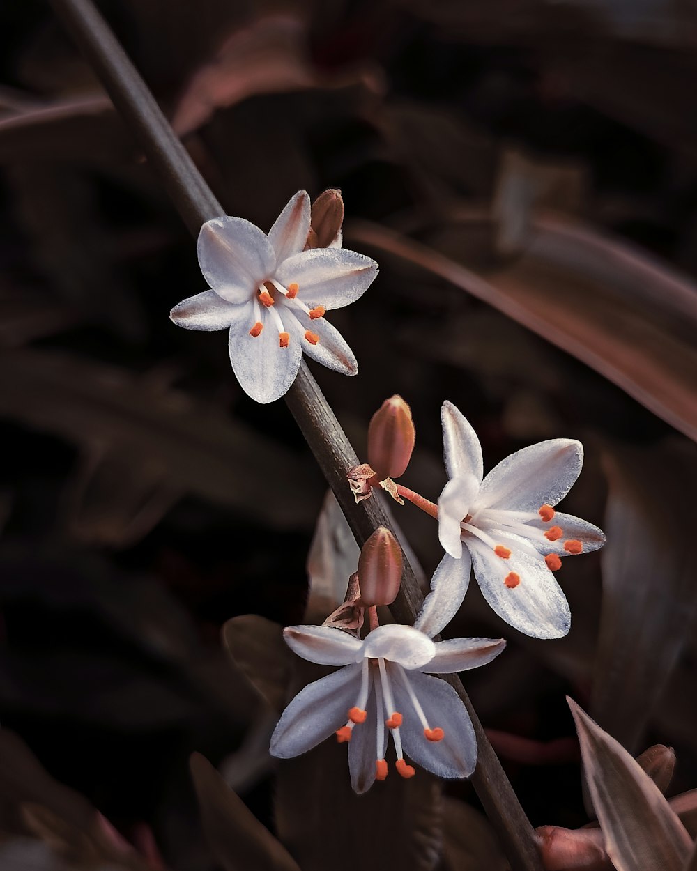 Weiße und lila Blume in Makroaufnahme