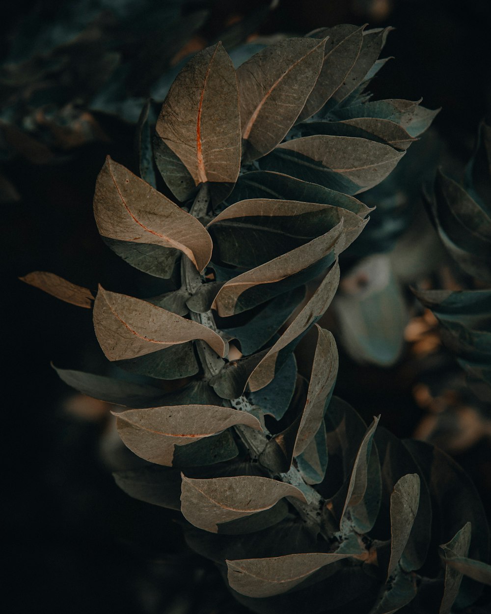 green and brown leaves in close up photography