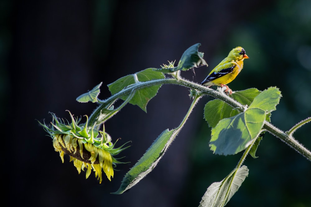 yellow bird on green plant