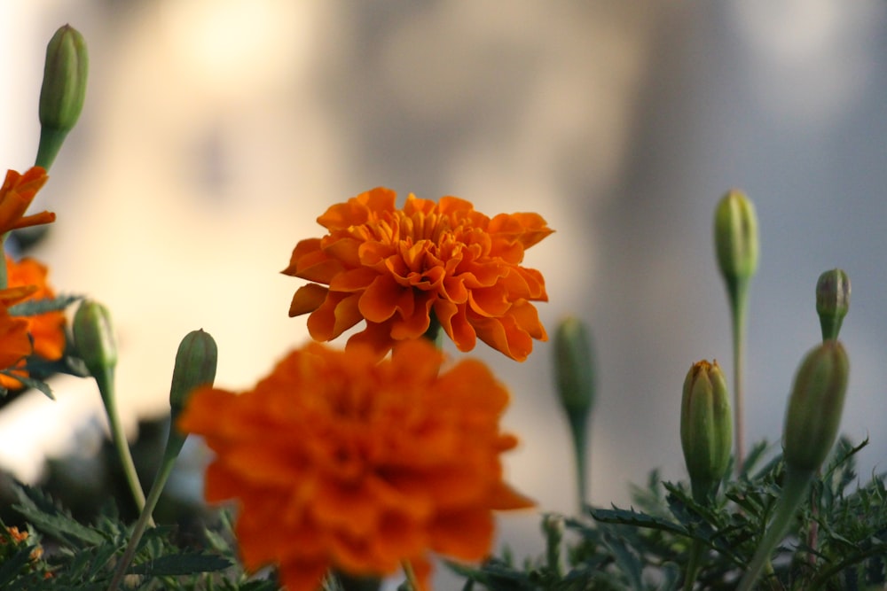 orange flower in tilt shift lens