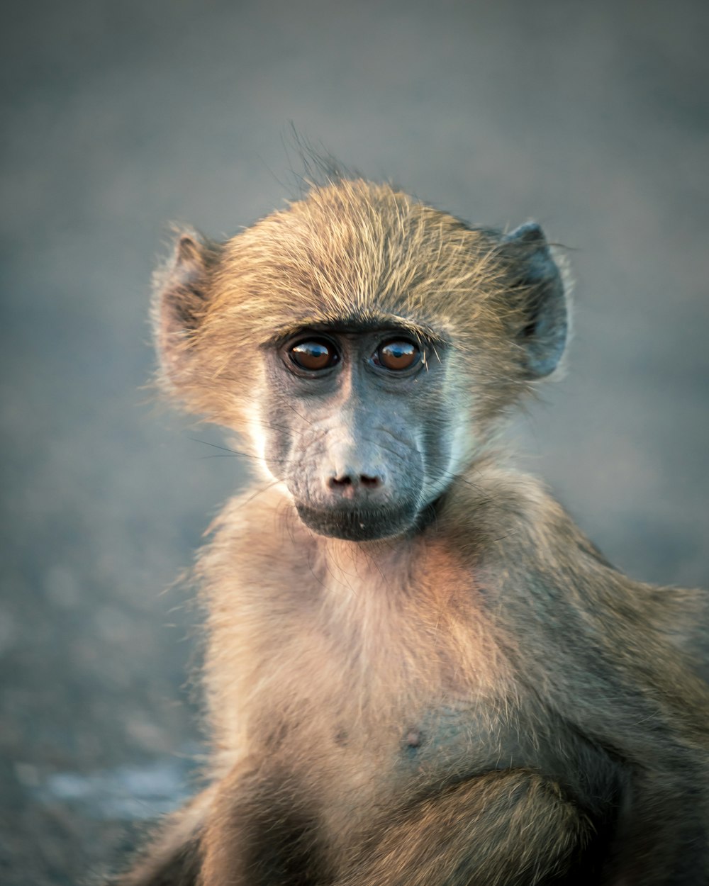 macaco marrom na fotografia de perto