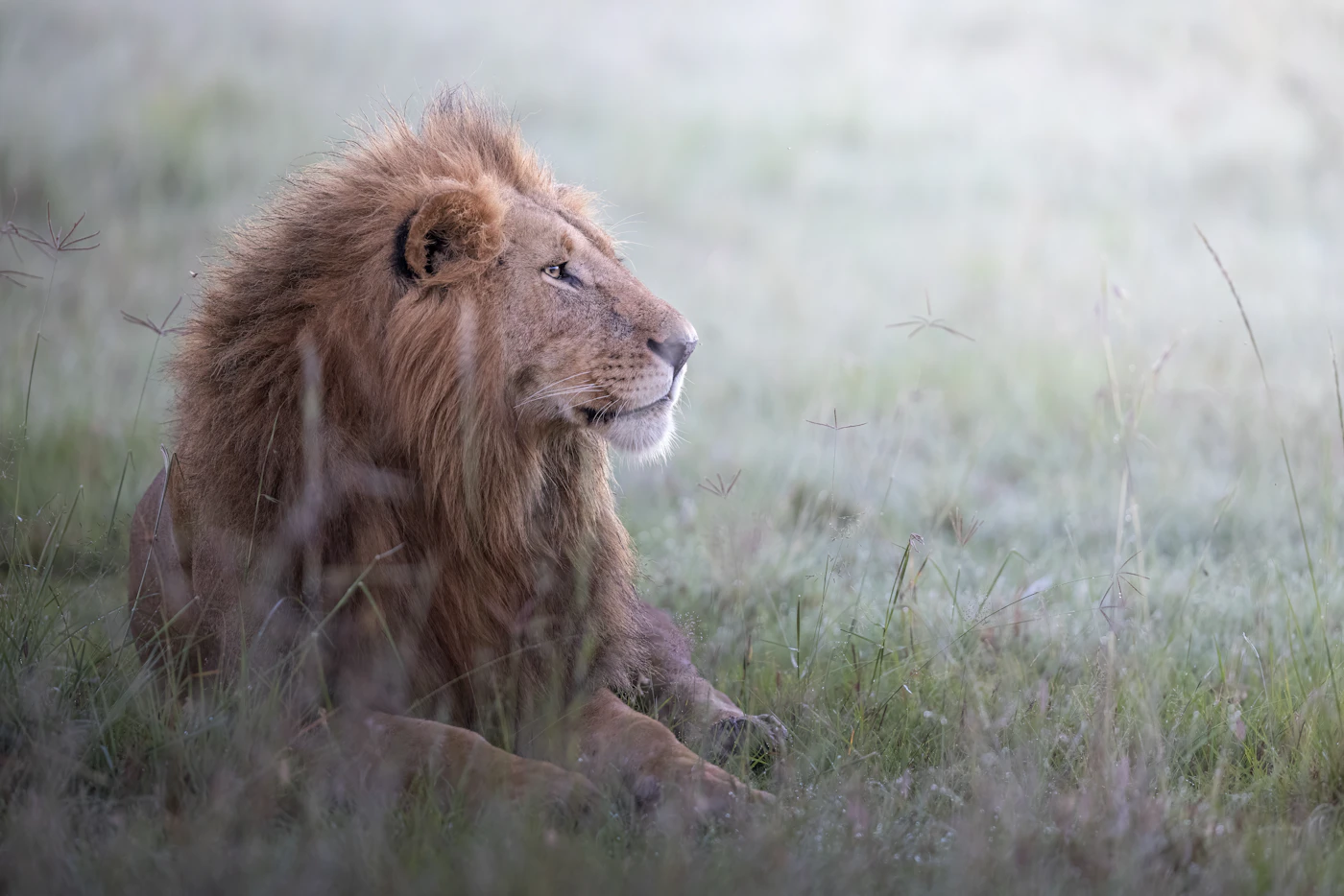 A lion walking through green grass after rain