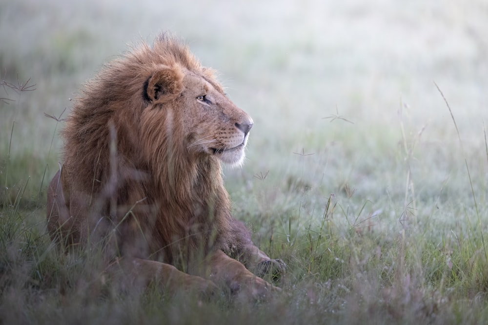 Lion brun sur un champ d’herbe verte pendant la journée