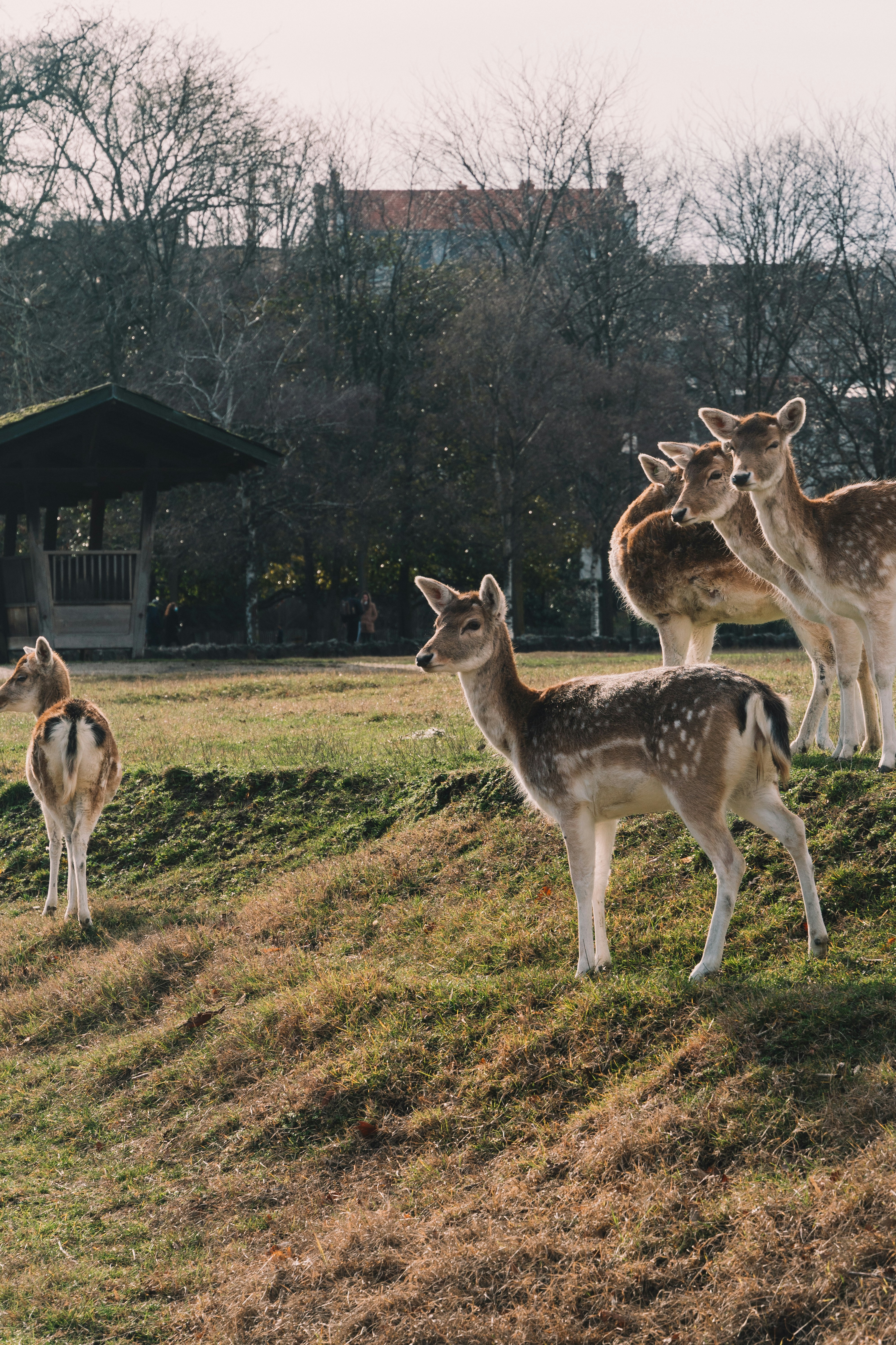 herd of deer on green grass field during daytime
