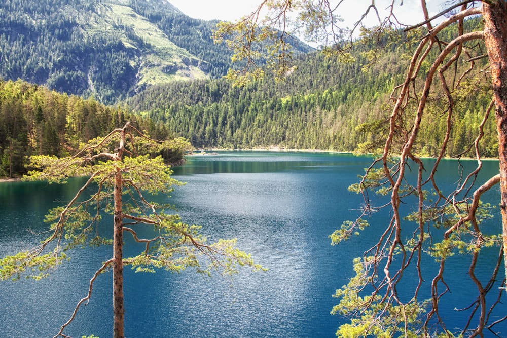 green trees near lake during daytime