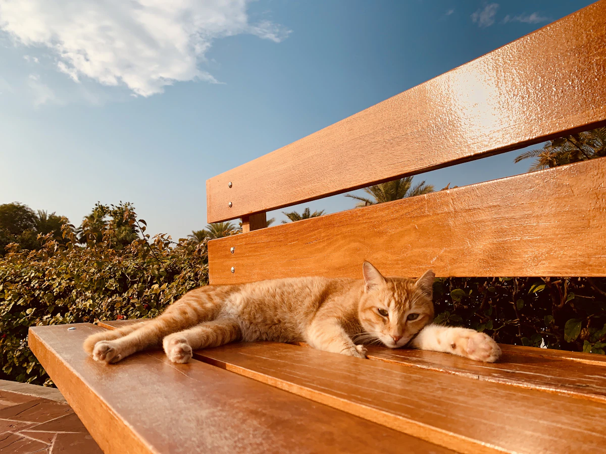 夏の暑さの中で寝そべる猫（留守番中の熱中症対策のイメージ）