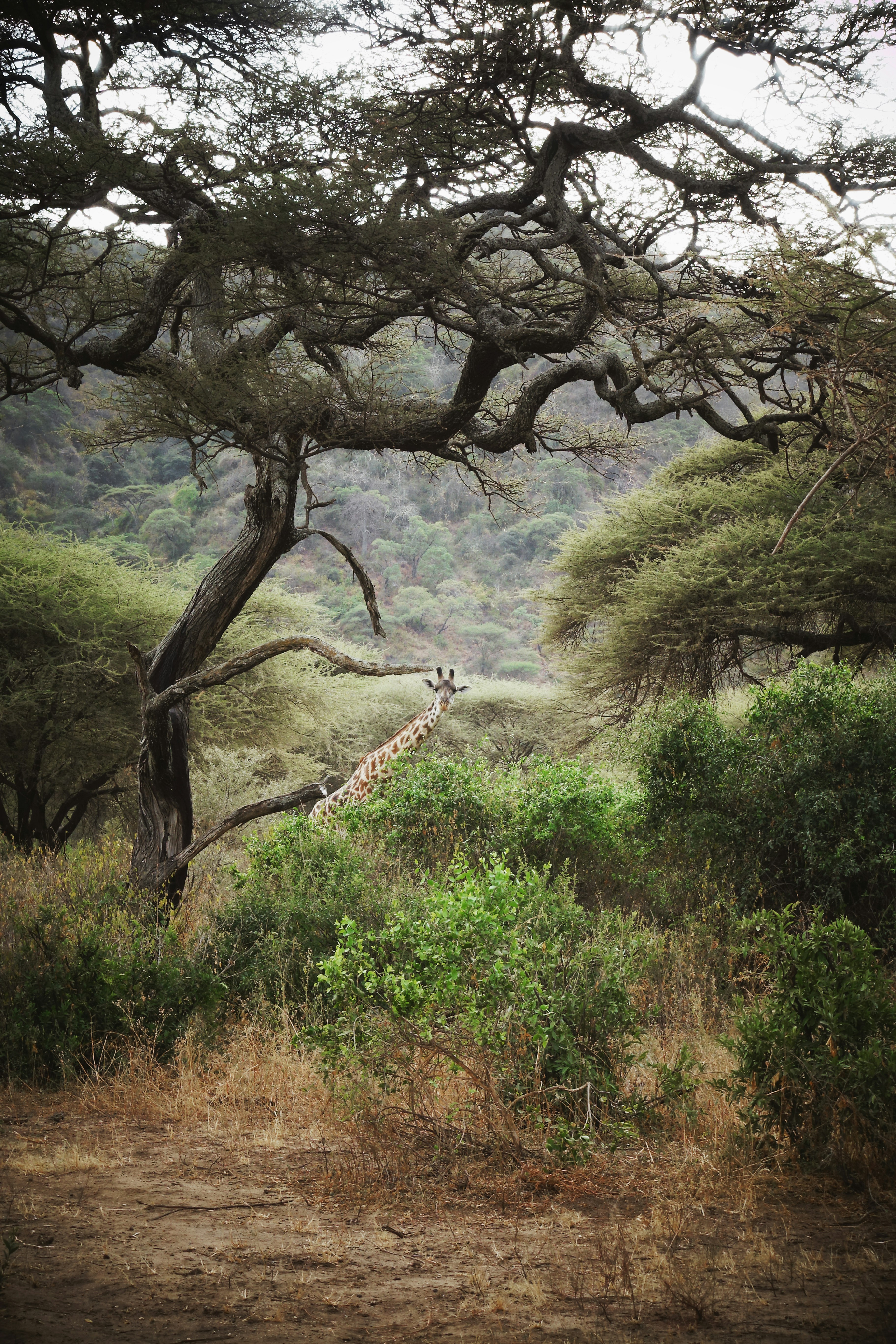 green trees on brown grass field during daytime