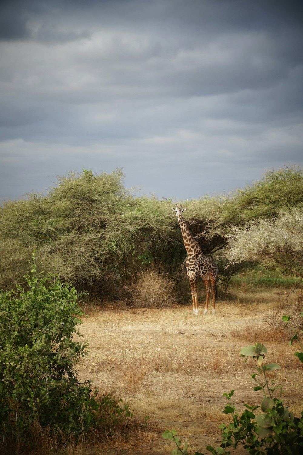 giraffe standing on brown grass field during daytime