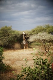 giraffe walking on dirt road during daytime