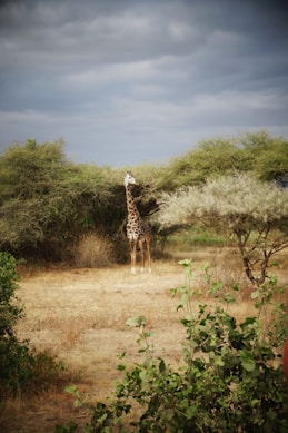 giraffe walking on dirt road during daytime