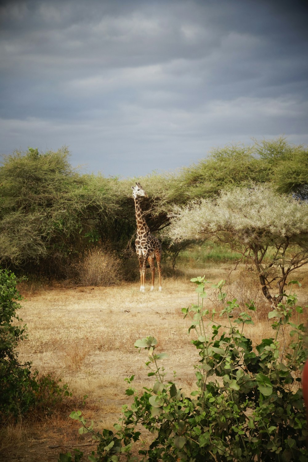giraffe walking on dirt road during daytime