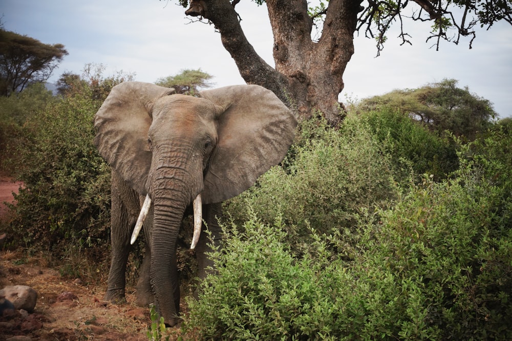 brown elephant near green leaf tree during daytime