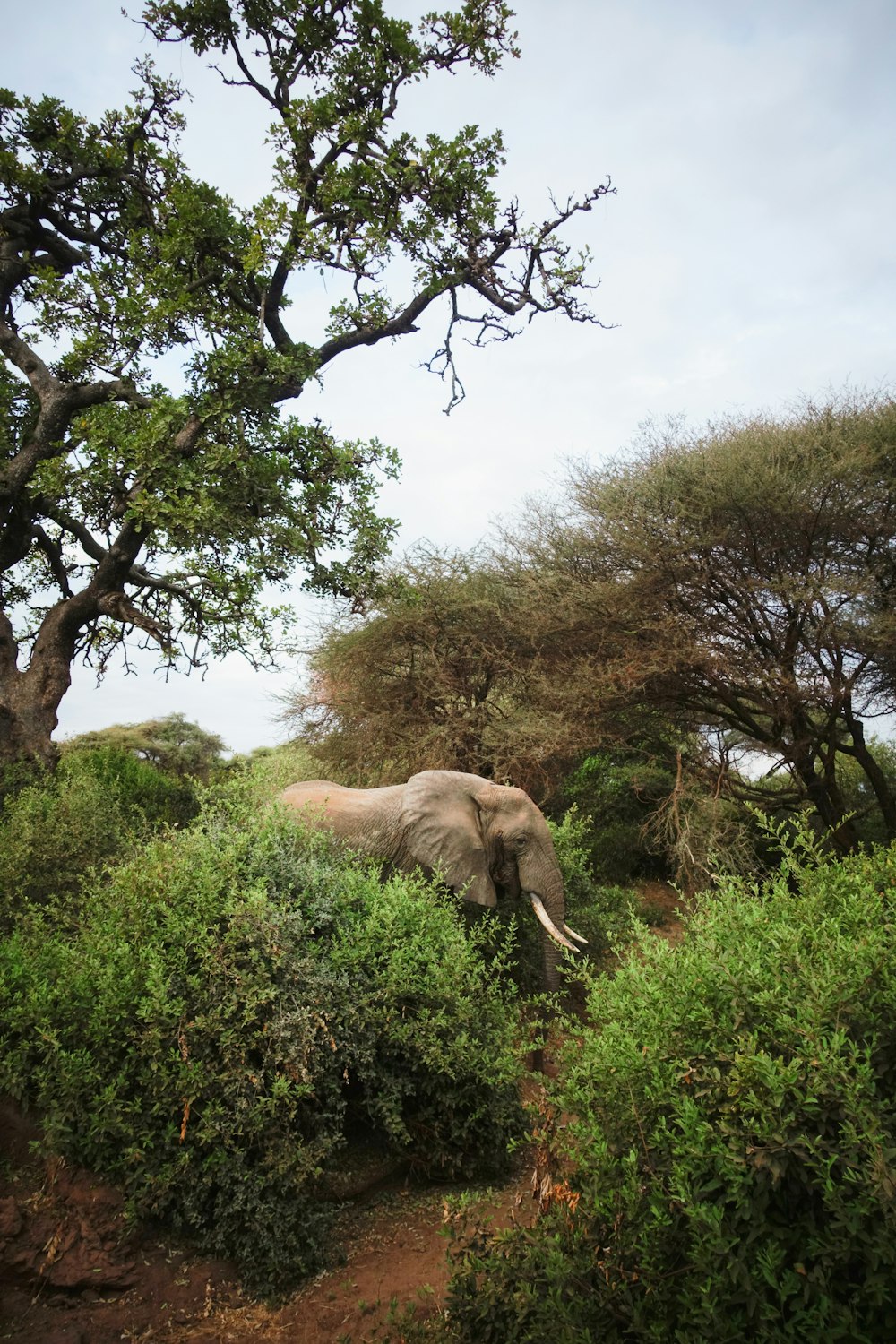 brown elephant on green grass field during daytime