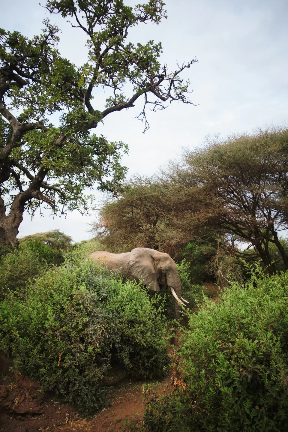 Gray elephant walks through dense forest with lush greenery surrounding it slowly