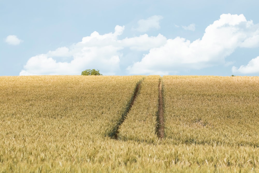 green grass field under white clouds during daytime