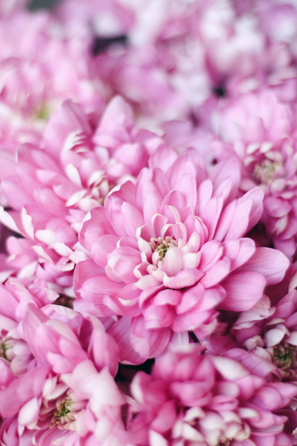 pink and white flower field during daytime