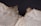Close-up of an open Torah scroll with Hebrew script.