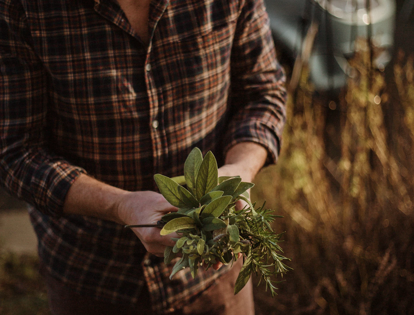 Hands holding freshly harvested herbs