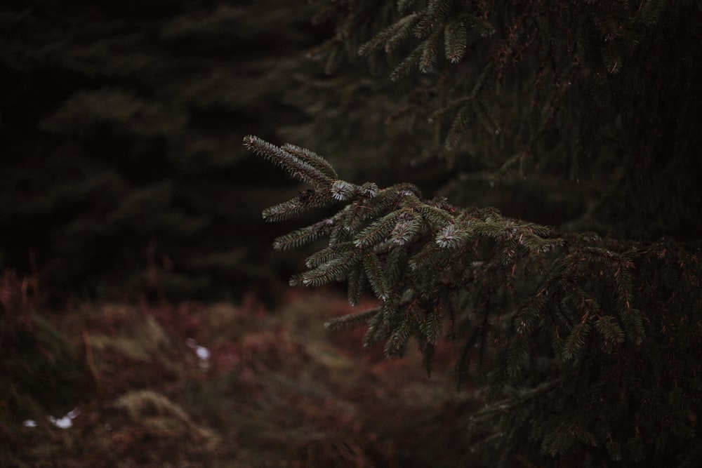 green pine tree in close up photography