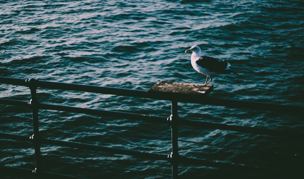 pájaro blanco y negro en un poste de madera marrón cerca del cuerpo de agua durante el día